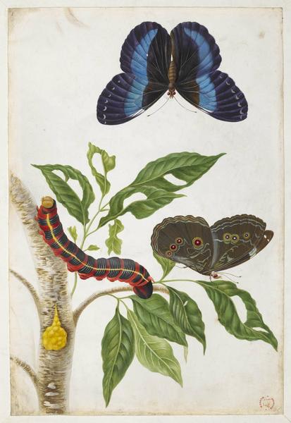 Untitled (Two examples of a blue butterfly)